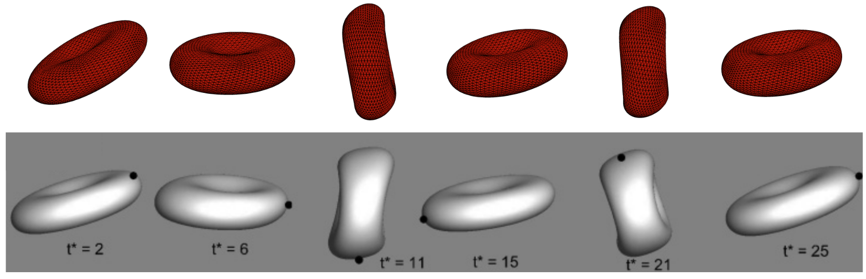 Qualitative comparison of a red blood cell in a shear flow